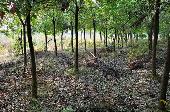 Ϸվ¼ga(chn)I(y)_l(f)^(q)**B(ti)(jng)l(f)չ޹˾ټwϵķCO估Ya(chn)ЈrֵuĿ